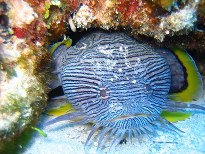 FUN DIVES: Cozumel Wall & Reef