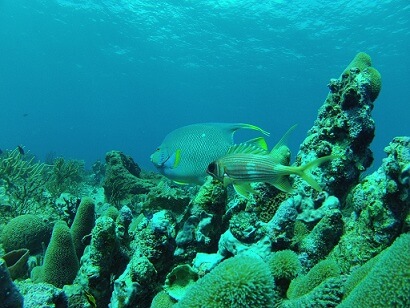 Discover Scuba Diving 3 Tanks - Pool & Reef
