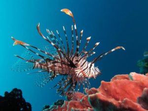SNORKELING - Cozumel's Reefs