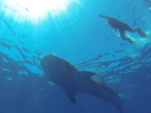 Snorkeling - Whale Sharks
